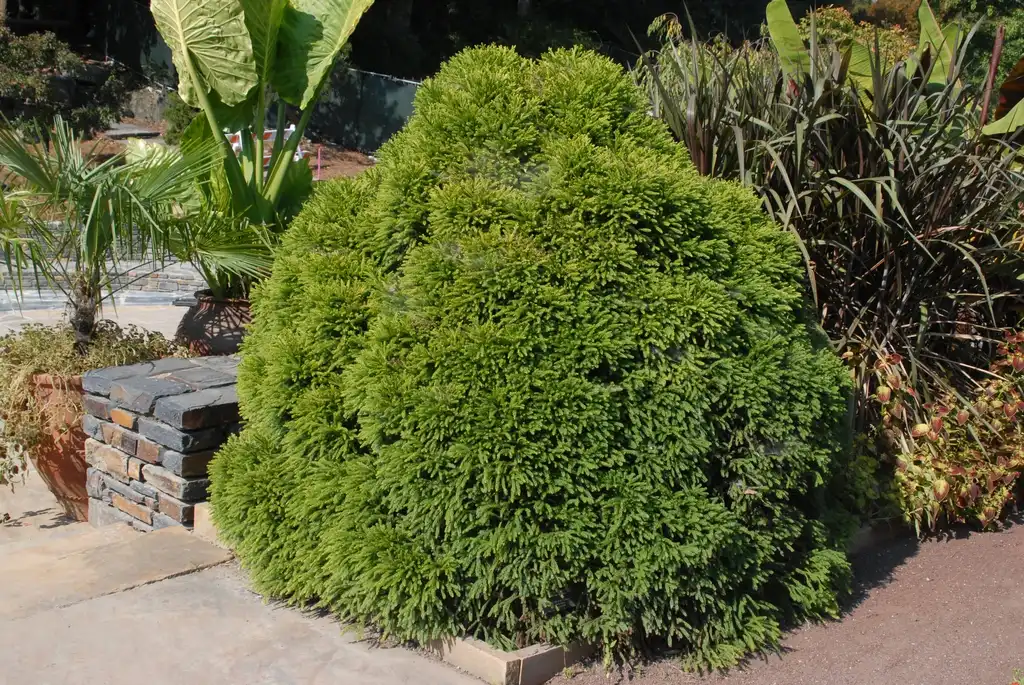 Photo of Cryptomeria japonica 'Globosa Nana' (Cryptomeria japonica 'Globosa Nana's)