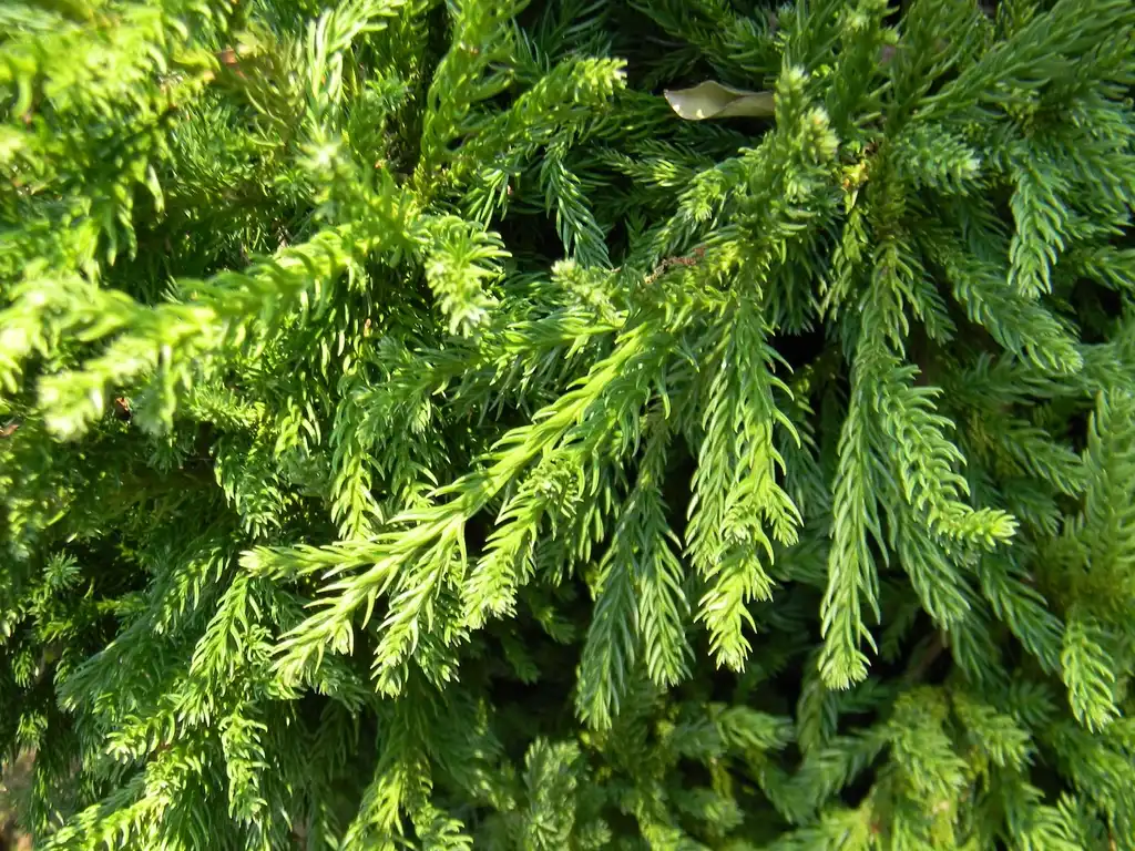 Foto de Cryptomeria japonica 'Magic Dragon' (Cryptomeria japonica 'Magic Dragon's)