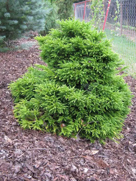 Foto de Cryptomeria japonica 'Magic Dragon' (Cryptomeria japonica 'Magic Dragon's)