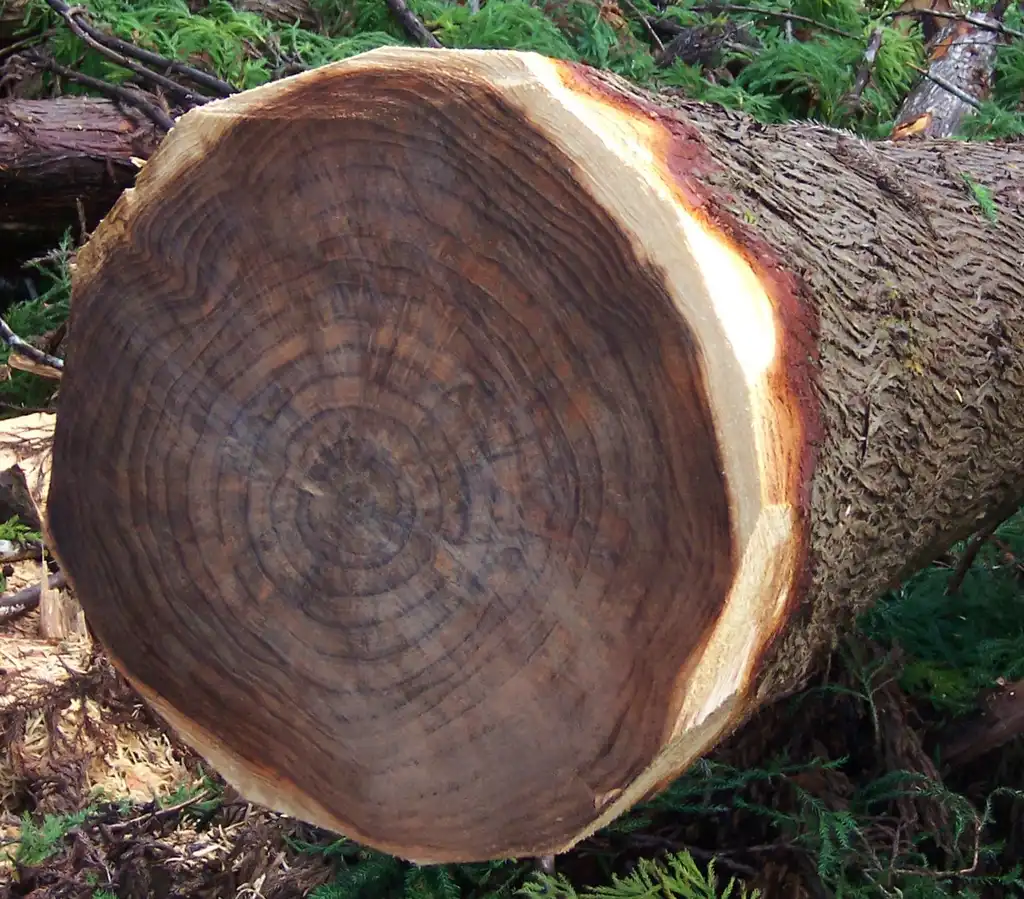 Photo of Cryptomeria japonica (Cryptomeria japonicas)