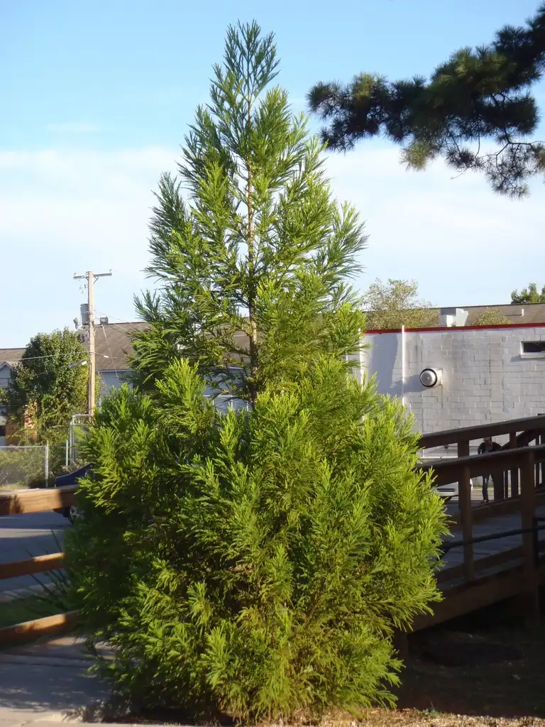 Photo of Cryptomeria japonica (Cryptomeria japonicas)