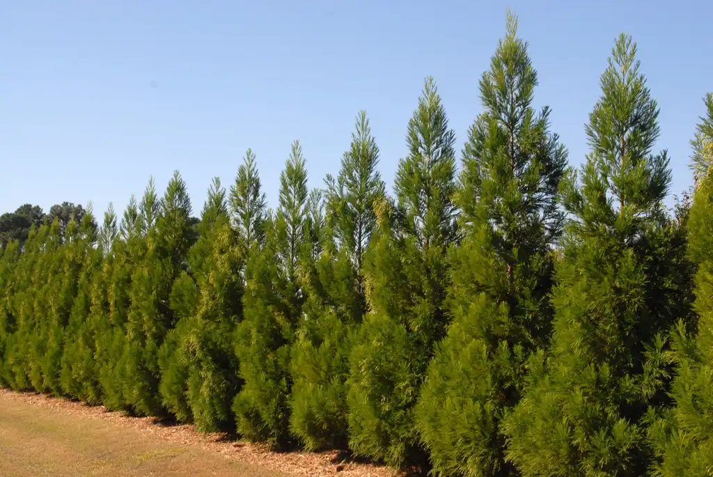 Photo of Cryptomeria japonica - 'Yoshino' Hedge:Jim Robbins