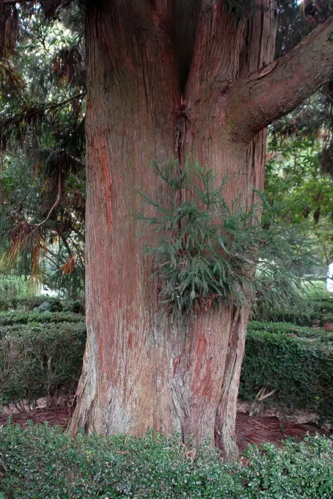 Photo of Cryptomeria japonica - Bark Texture:Jim Robbins