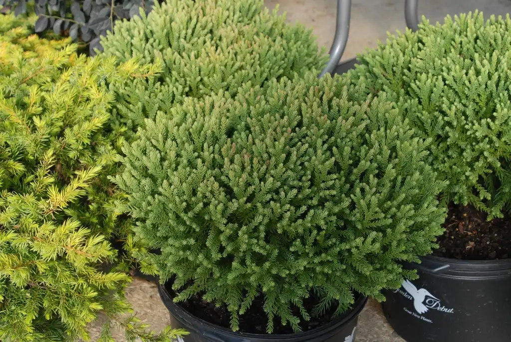 Photo of Cryptomeria japonica - 'Dragon Prince' Full Form:Jim Robbins