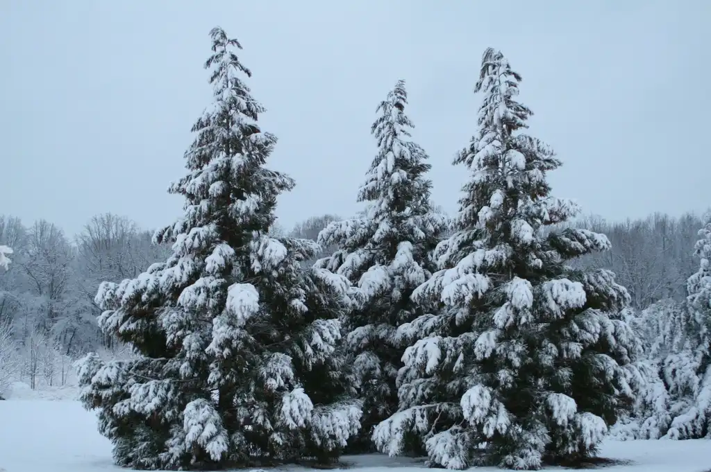 Photo of Cryptomeria japonica - Form (Cleveland County,NC)-Winter:Dotty Leatherwood