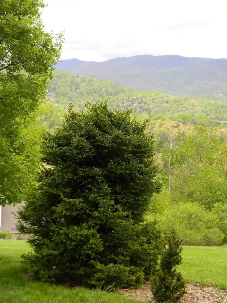 Photo of Cryptomeria japonica - 'Black Dragon' Full form (Buncombe County, NC):Randy Harter