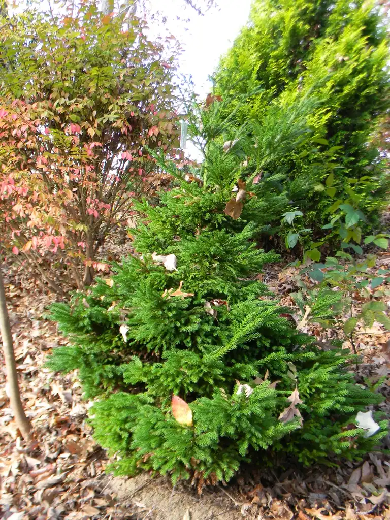 Photo of Cryptomeria japonica - 'Giokumo' Full form (Buncombe County, NC):Randy Harter
