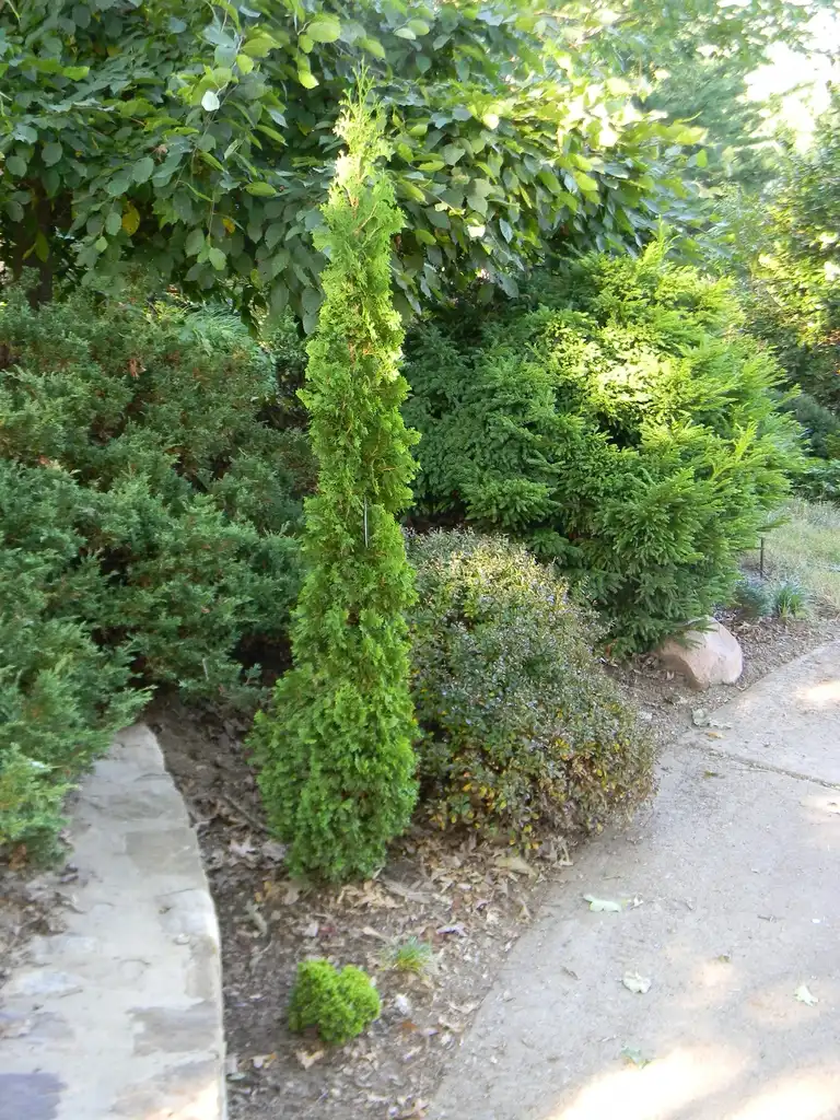 Photo of Cryptomeria japonica - 'Tenzan' Full form (Buncombe County, NC):Randy Harter