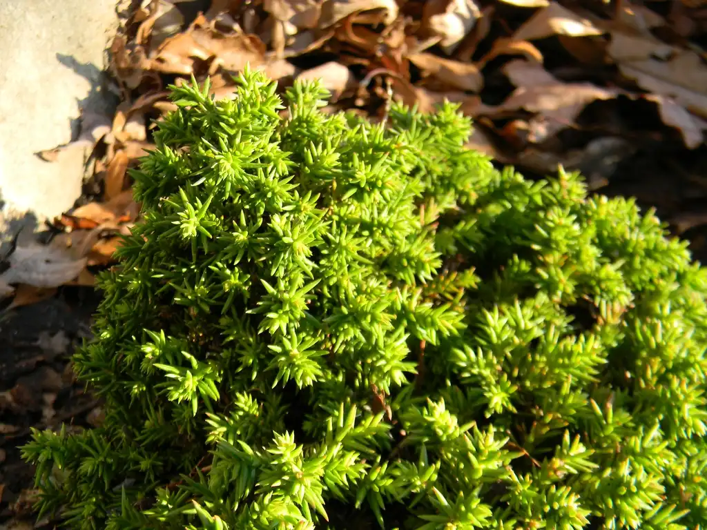 Photo of Cryptomeria japonica - 'Tenzan' Leaves (Buncombe County, NC):Randy Harter
