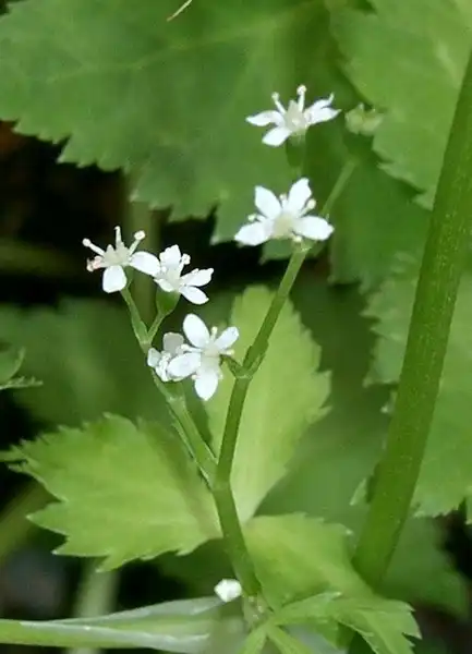 Foto de Cryptotaenia japonica (Cryptotaenia japonicas)