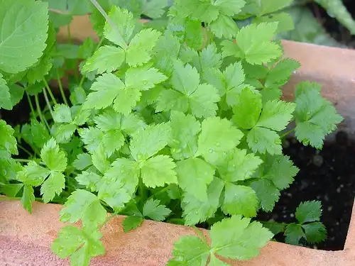 Foto de Cryptotaenia japonica (Cryptotaenia japonicas)