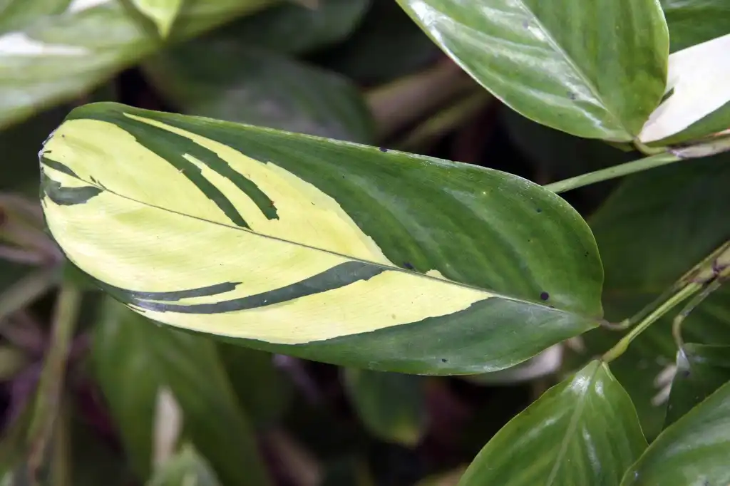 Foto de Ctenanthe lubbersiana (Ctenanthe lubbersianas)