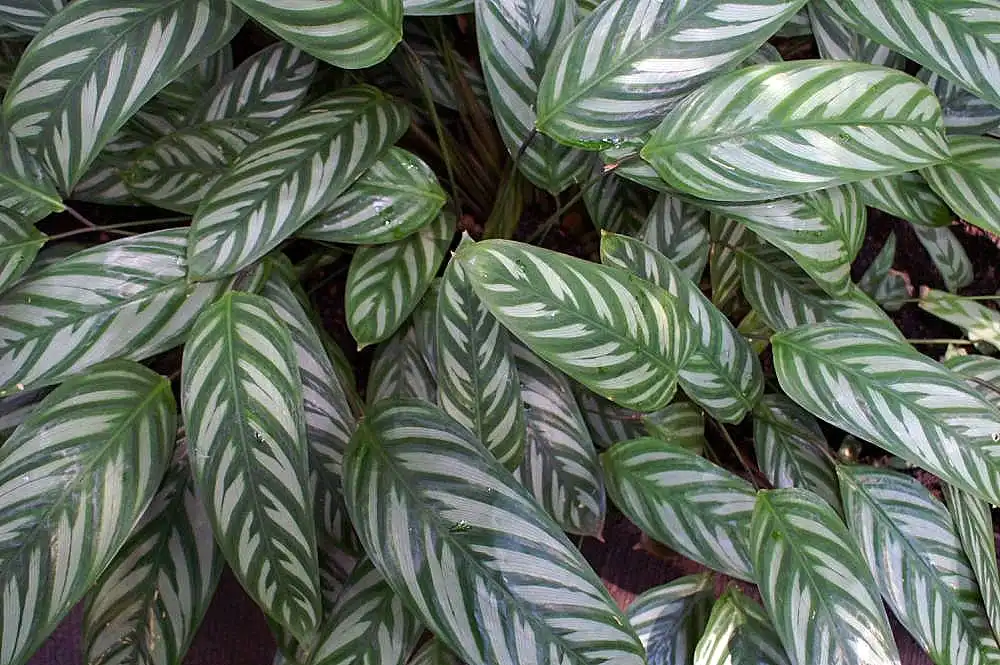 Фото Ctenanthe oppenheimiana (Ctenanthe oppenheimianas)