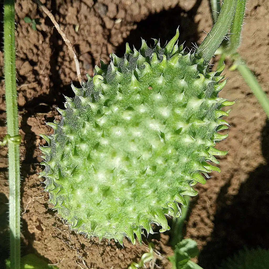 Foto de Cucumis anguria (Cucumis angurias)