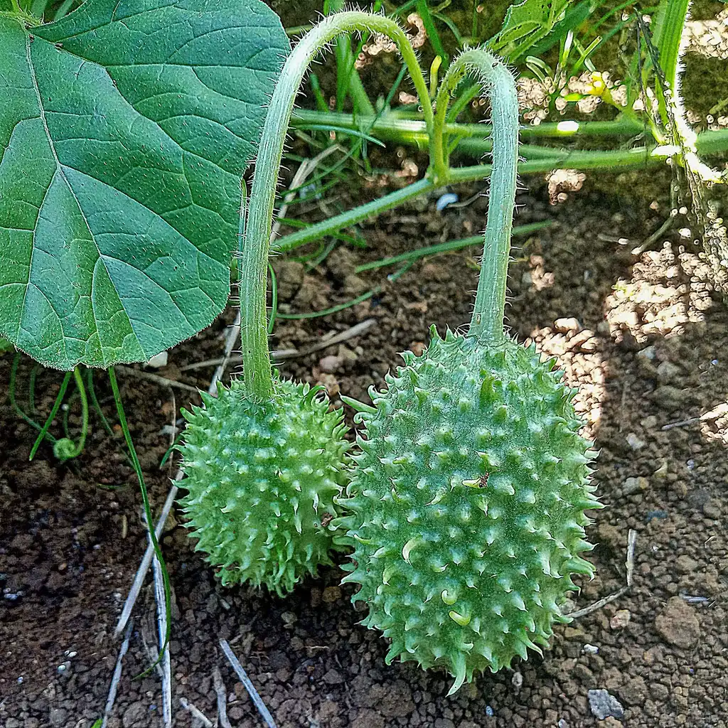 Foto de Cucumis anguria (Cucumis angurias)
