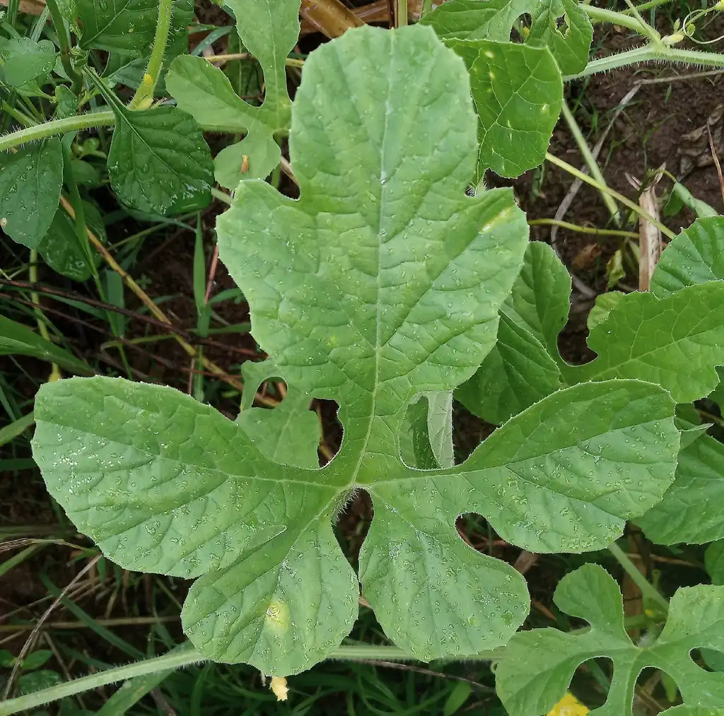 Foto de Cucumis anguria - Leaves:Filo gèn'