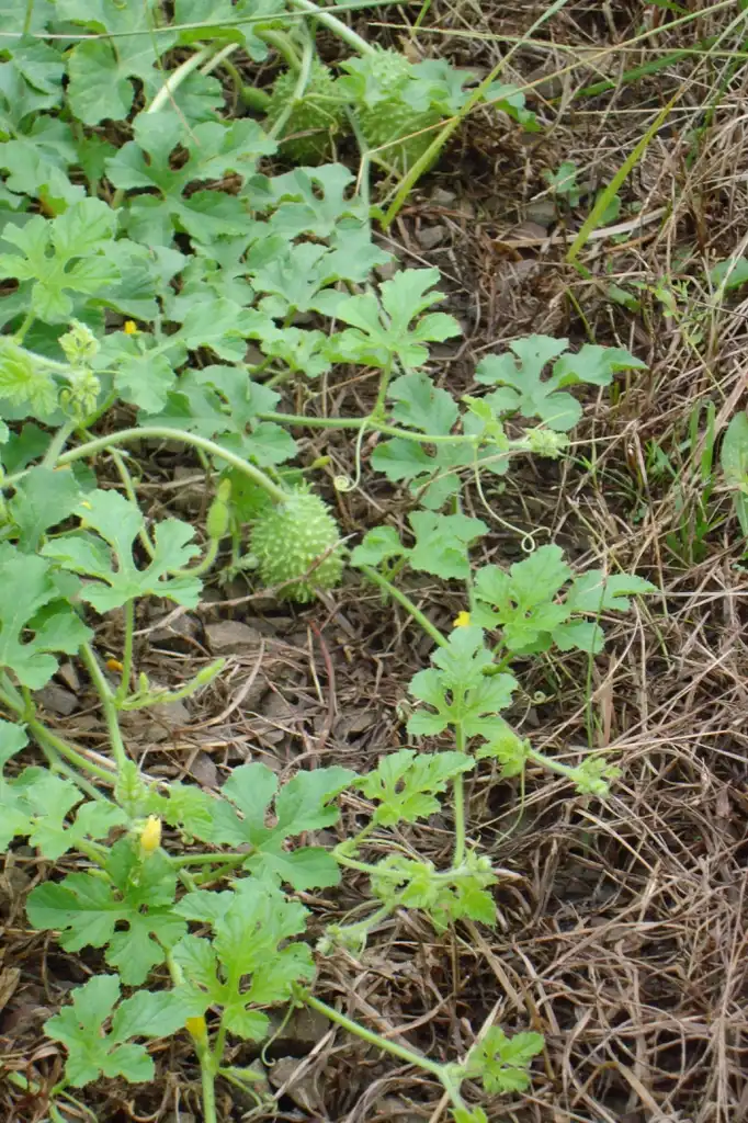 Foto de Cucumis anguria - Form:Eugenio Hansen