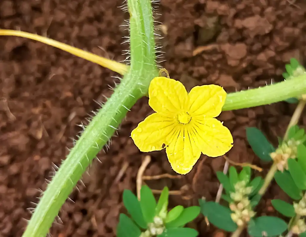 Foto de Cucumis anguria - Flower:Filo gèn'