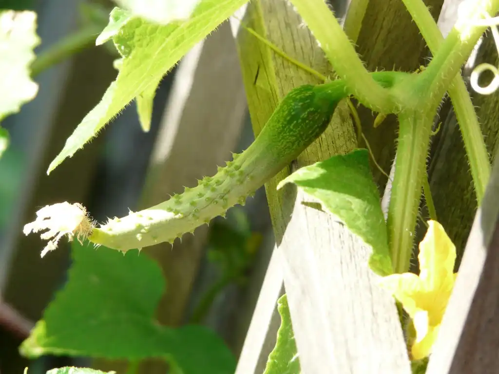Foto de Cucumis sativus (Cucumis sativuss)
