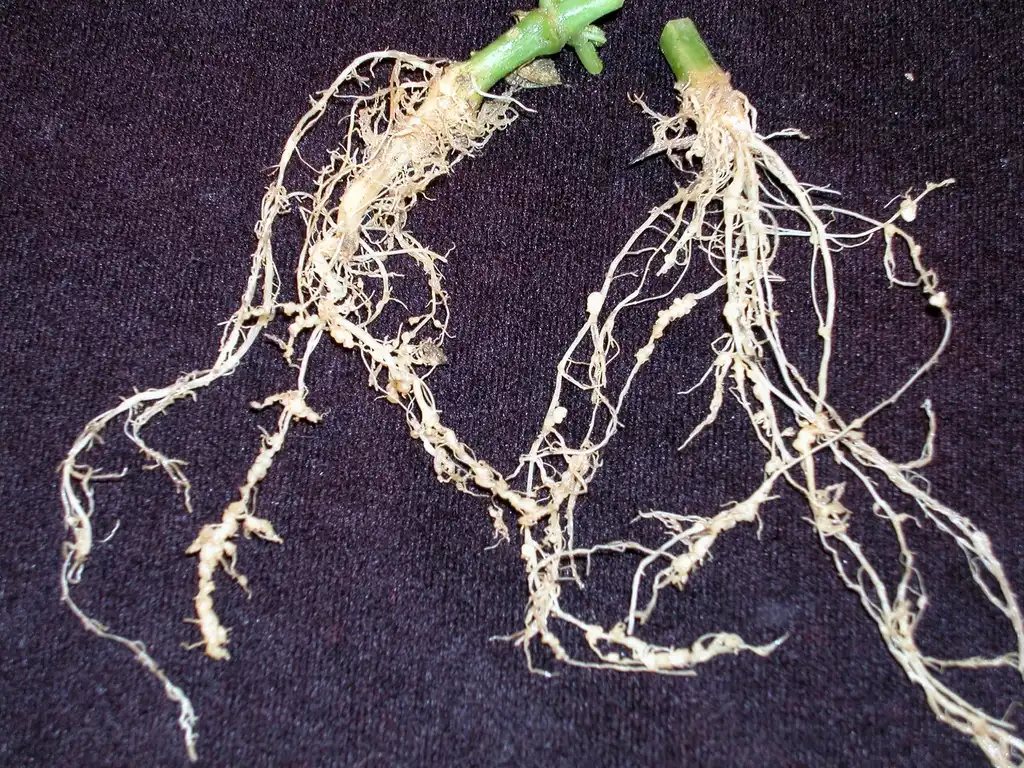 Foto de Cucumis sativus (Cucumis sativuss)