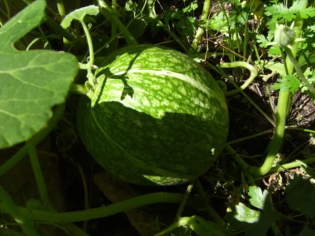 Foto de Cucurbita ficifolia (Cucurbita ficifolias)