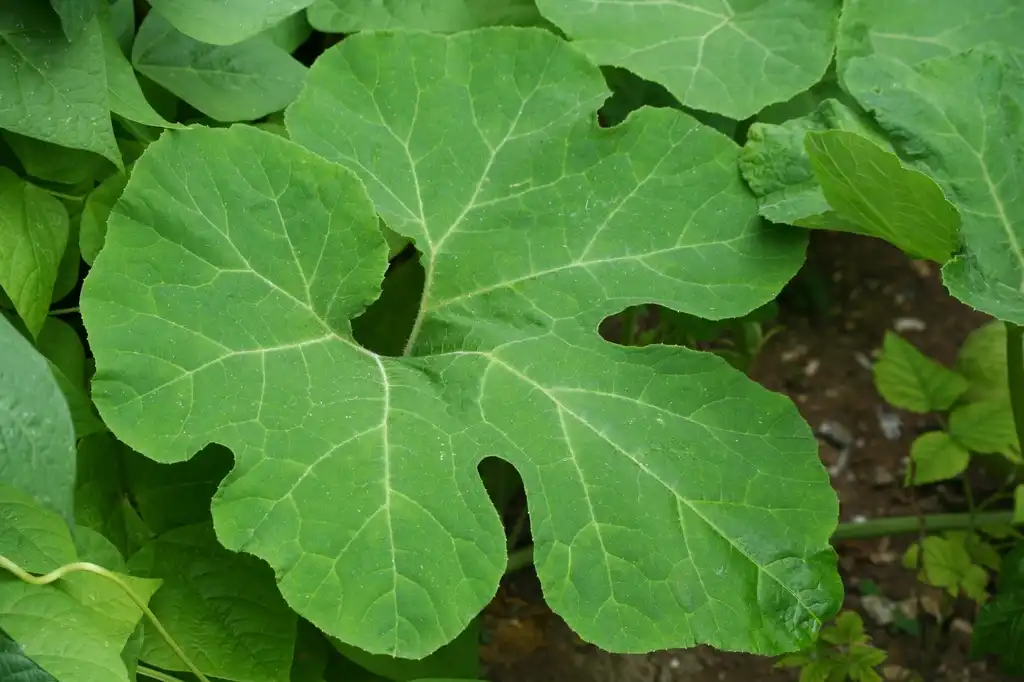 Foto de Cucurbita ficifolia (Cucurbita ficifolias)