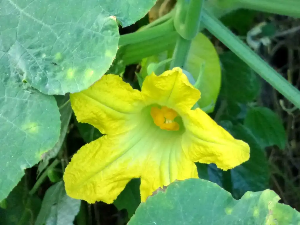 Foto de Cucurbita ficifolia - Flower:Alejandro Bayer Tamayo