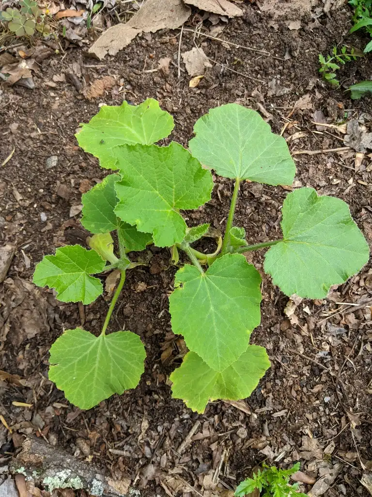 Foto de Cucurbita maxima (Cucurbita maximas)