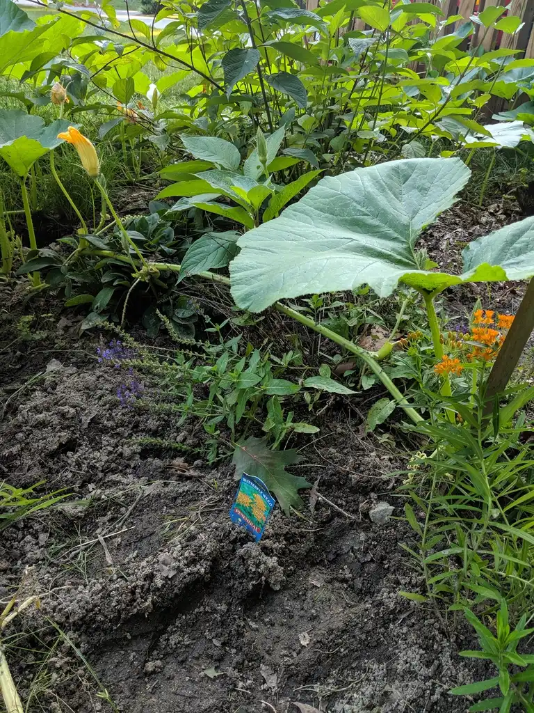 Foto de Cucurbita maxima (Cucurbita maximas)