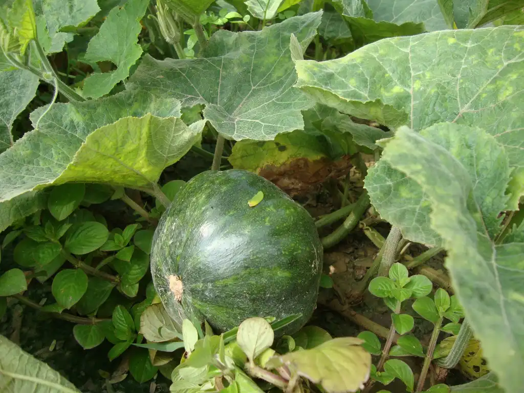 Foto de Cucurbita maxima - Green Fruit:Prenn