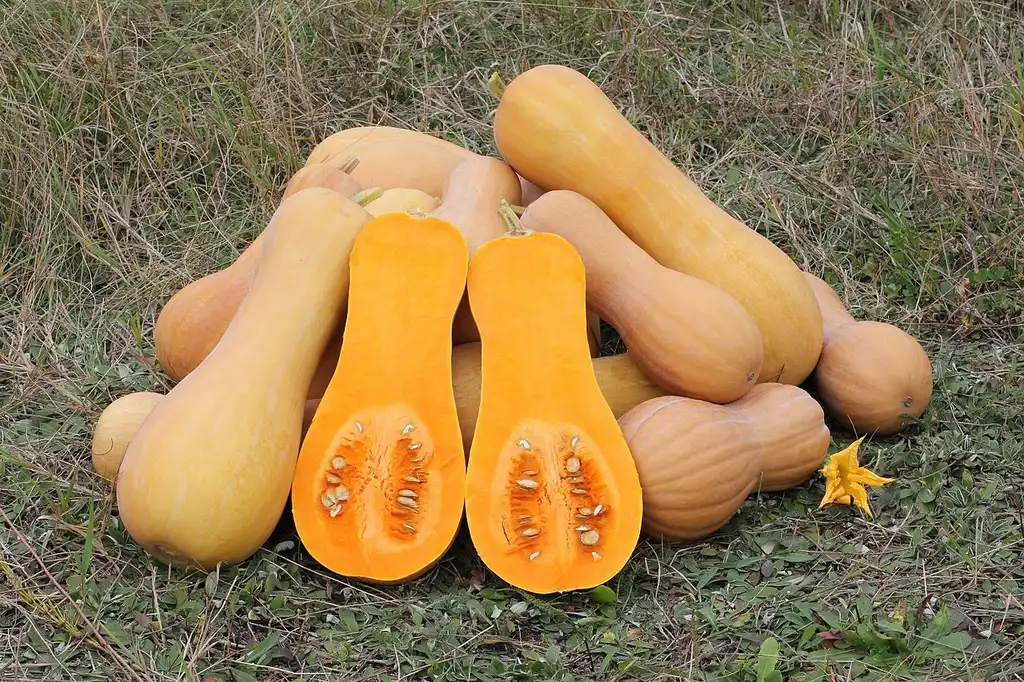 Фото Cucurbita moschata (Cucurbita moschatas)