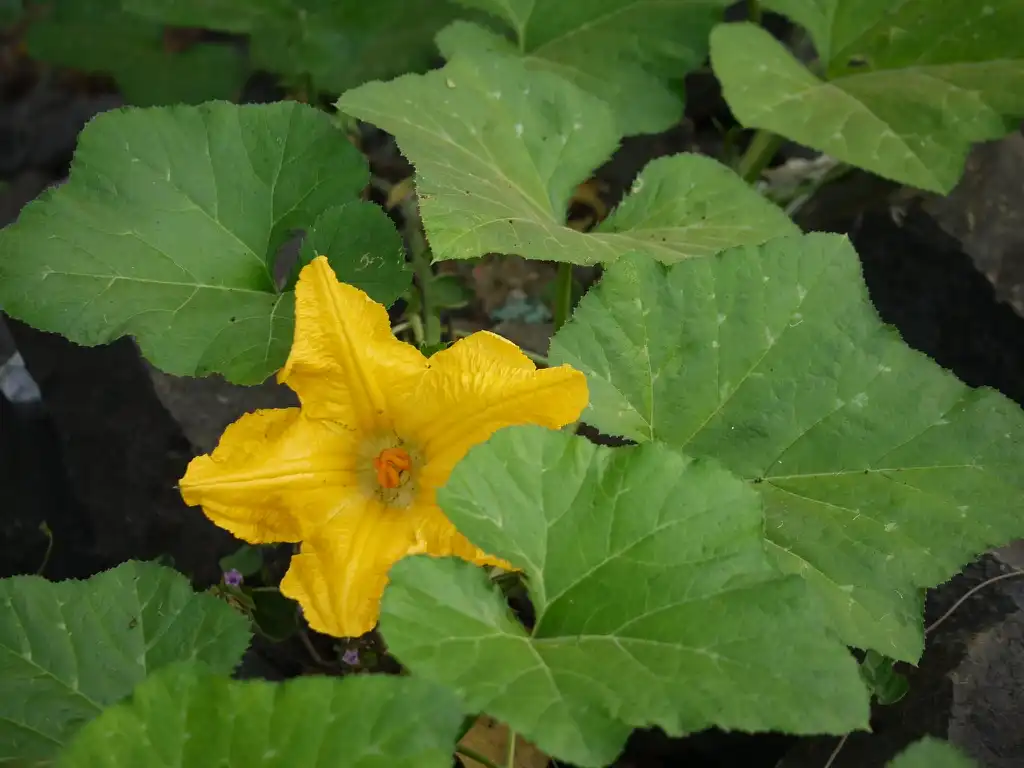 Фото Cucurbita moschata (Cucurbita moschatas)