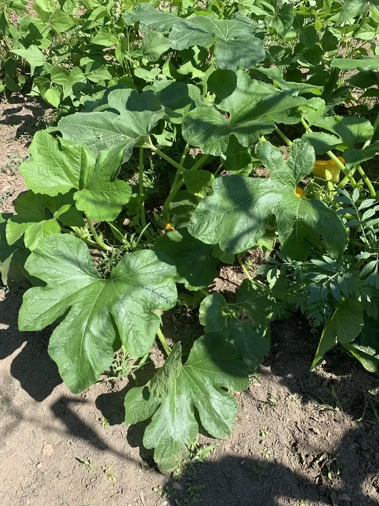 Фото Cucurbita moschata - Acorn squash plant:K. Andre