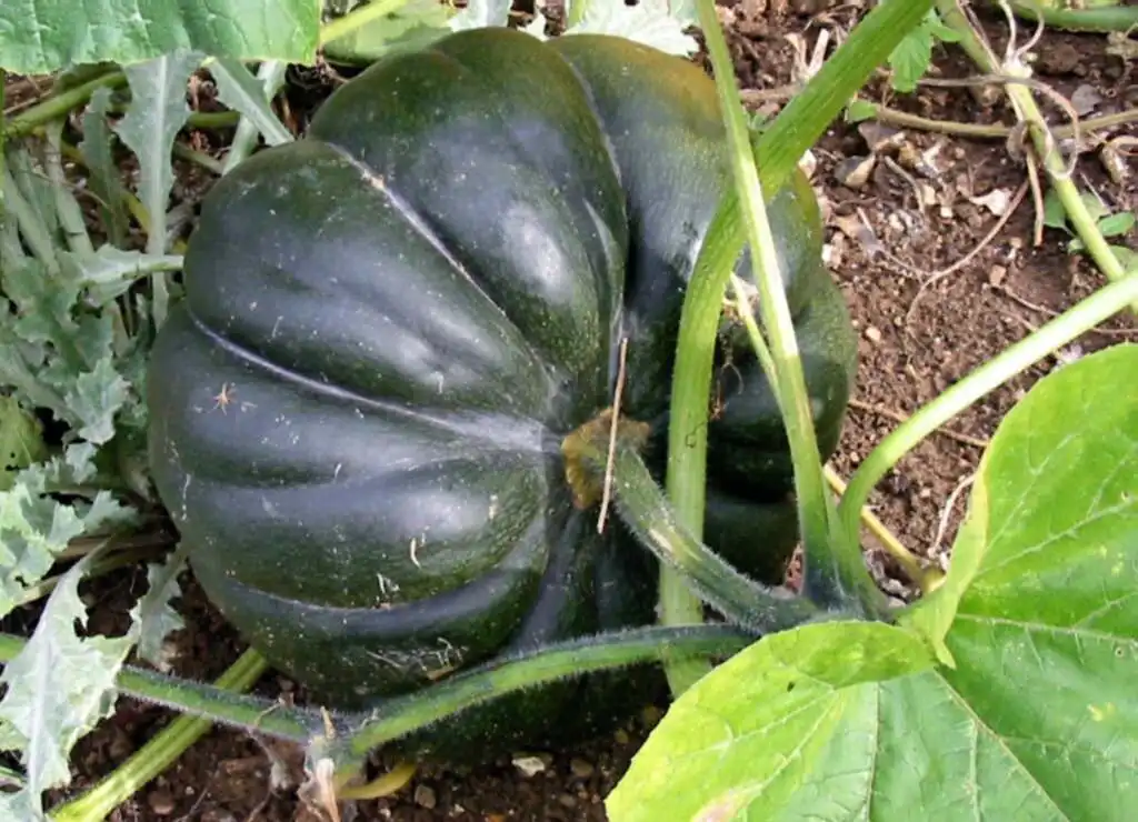 Фото Cucurbita moschata - Acorn squash:Spedona