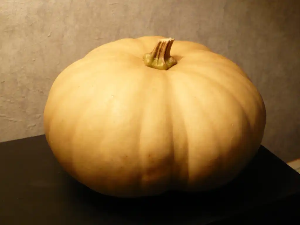 Фото Cucurbita moschata - Long Island cheese squash:Badagnani