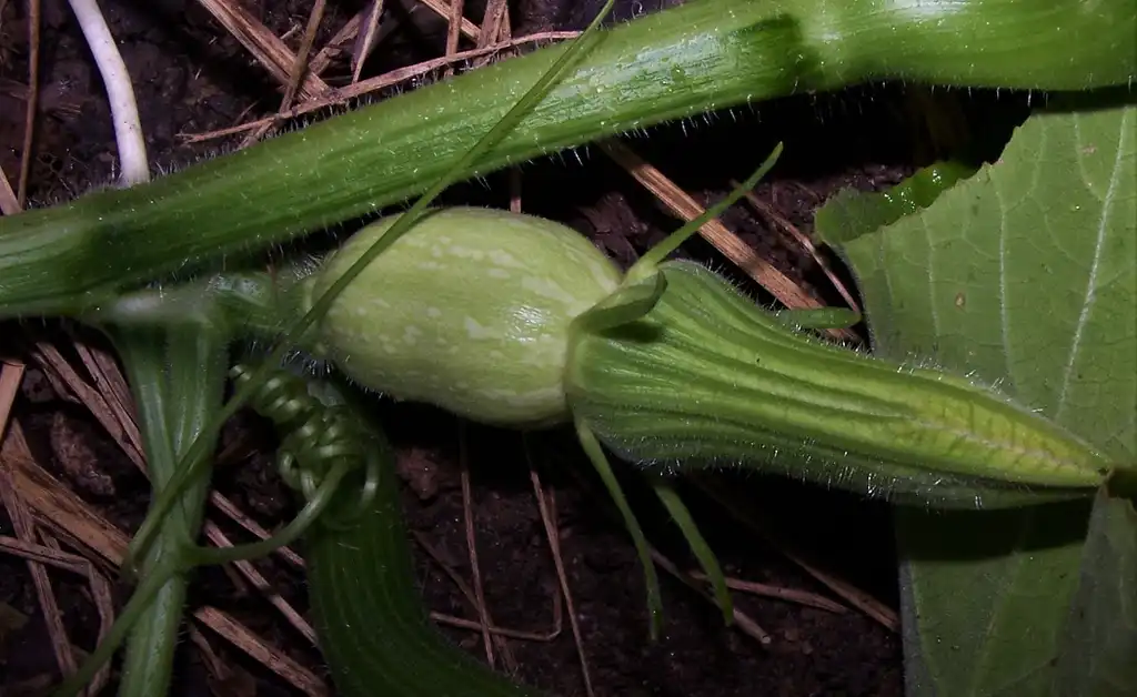 Фото Cucurbita moschata - Female Flower (Durham County,NC):Girish Bhatt