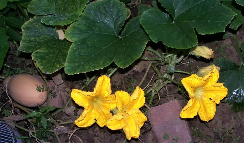 Фото Cucurbita moschata - Male Flower (Durham County,NC):Girish Bhatt