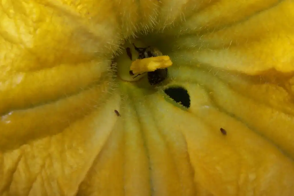 Фото Cucurbita moschata - Pollinator Close-up (Durham County,NC):Girish Bhatt