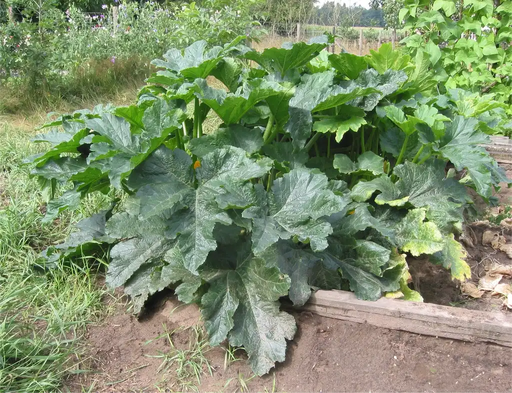 Фото Cucurbita pepo (Cucurbita pepos)