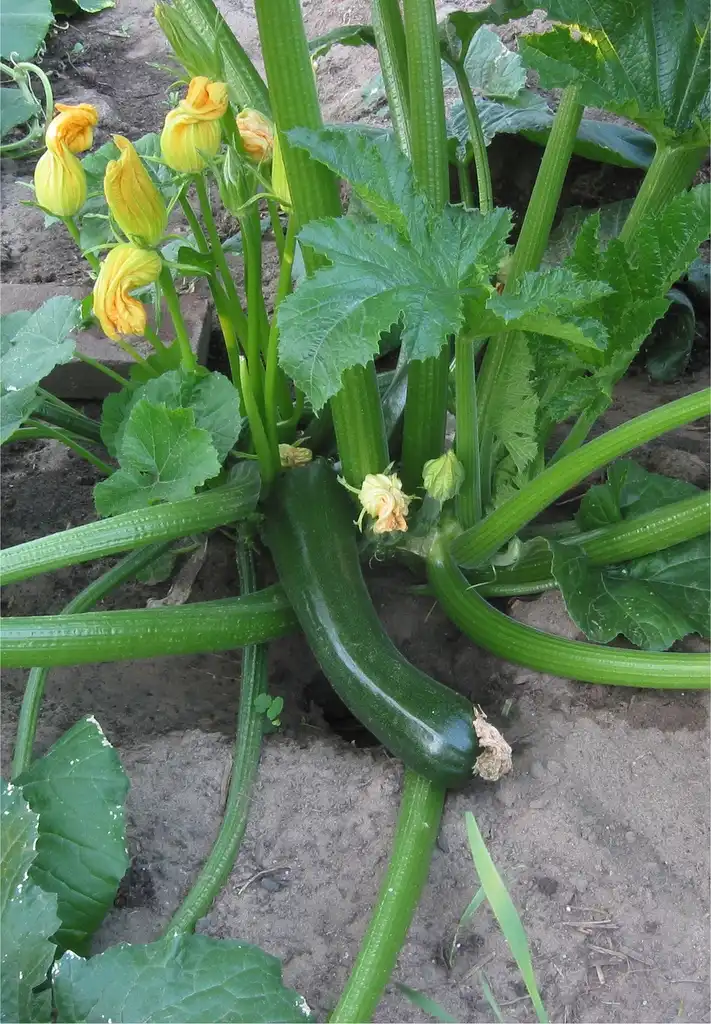 Фото Cucurbita pepo (Cucurbita pepos)