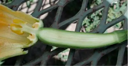 Фото Cucurbita pepo - Zucchini Fruit and Flower Cut in Half:Pollinator