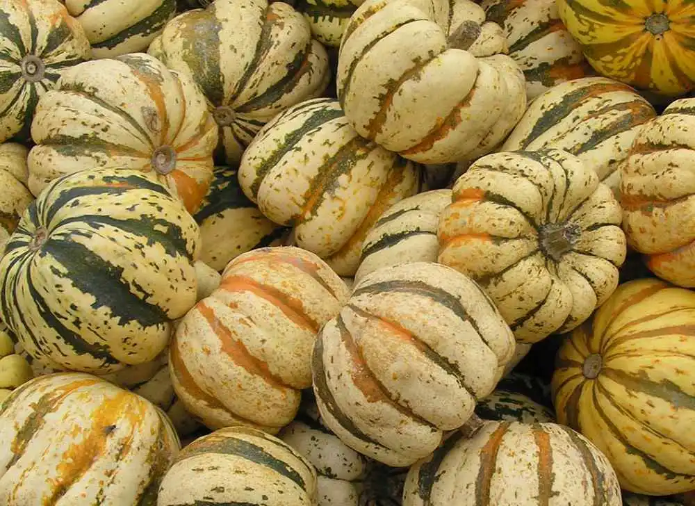 Фото Cucurbita pepo - Fruit:Dyogi