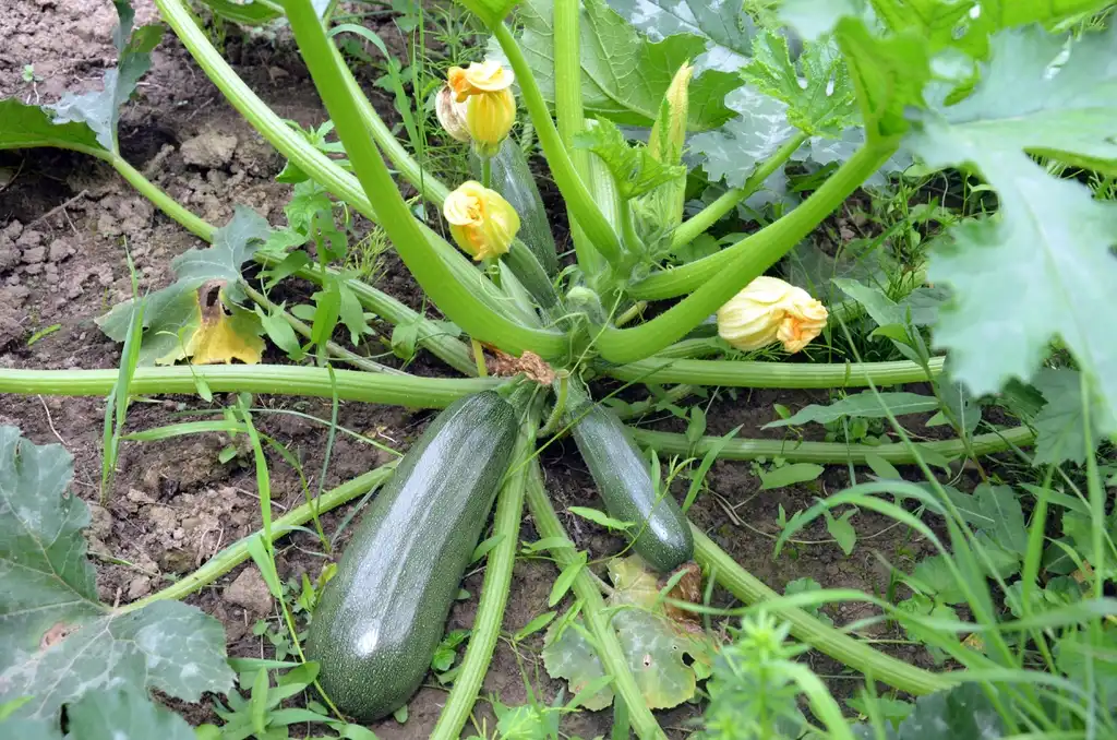 Фото Cucurbita (Cucurbitas)