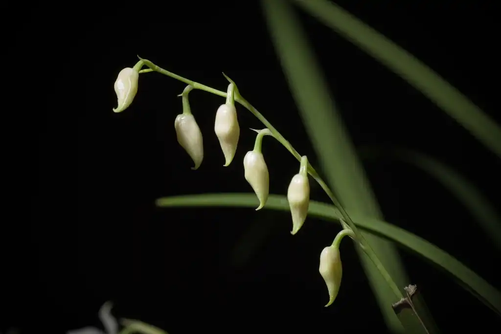 Фото Cuitlauzina pulchella (Cuitlauzina pulchellas)