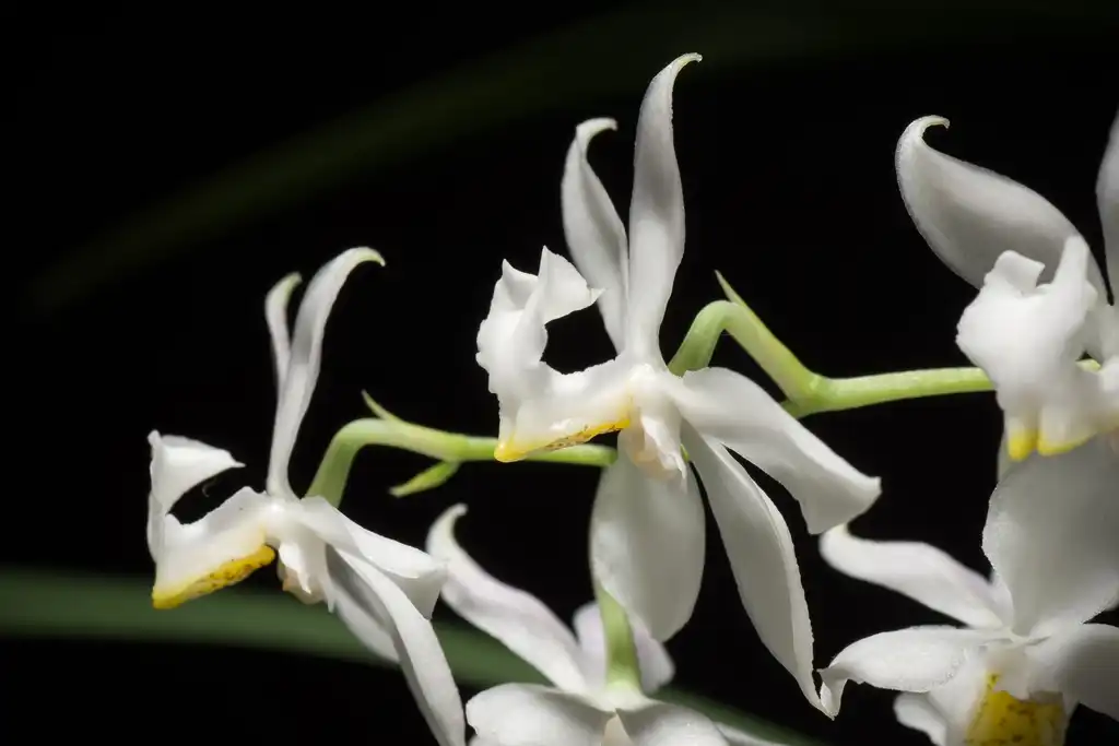 Фото Cuitlauzina pulchella (Cuitlauzina pulchellas)