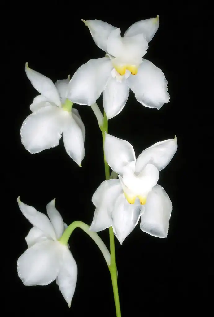 Фото Cuitlauzina pulchella - Form:Orchi
