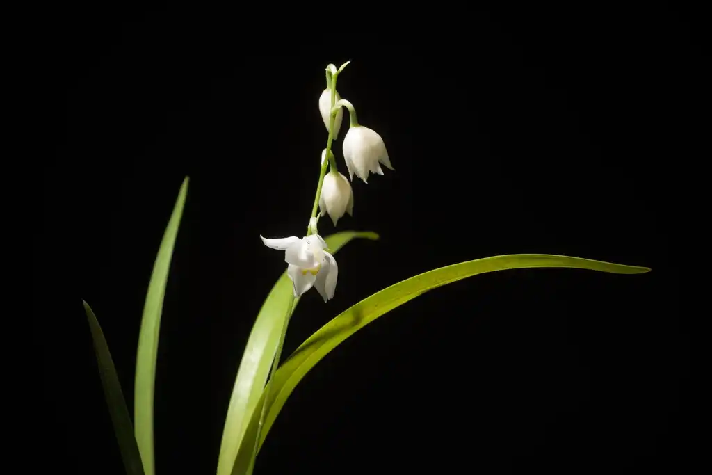 Фото Cuitlauzina pulchella - Form:snotch