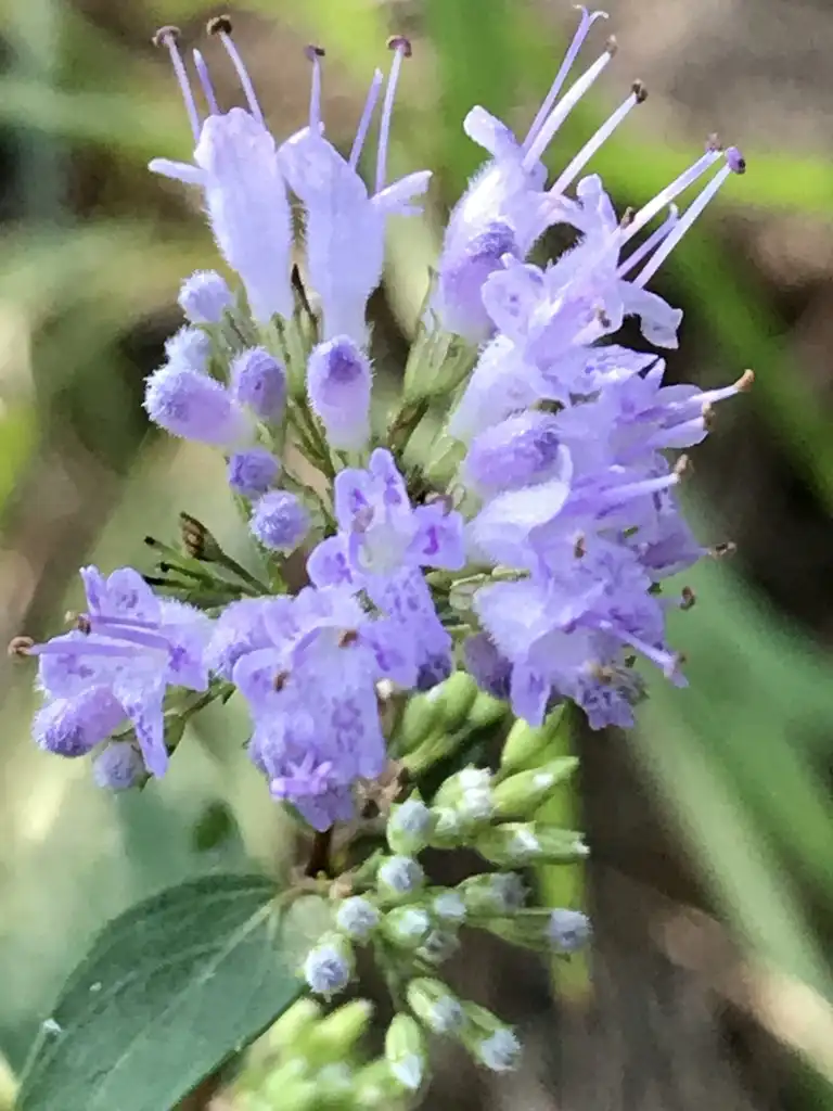 Фото Cunila origanoides (Cunila origanoidess)