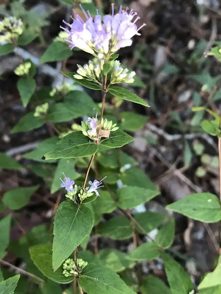 Фото Cunila origanoides (Cunila origanoidess)