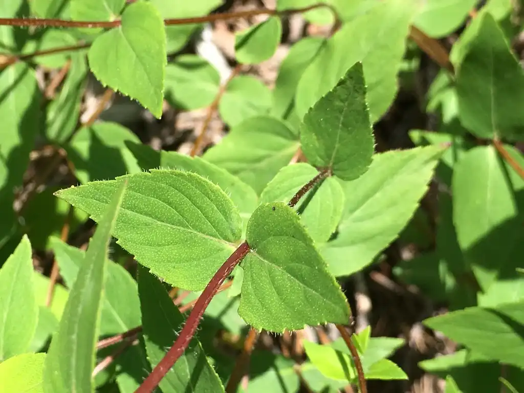 Фото Cunila origanoides - Leaves and stem:jtuttle